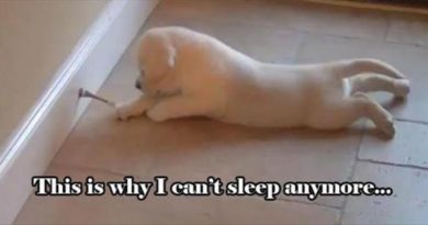 Why I Can't Sleep - Dog humor
