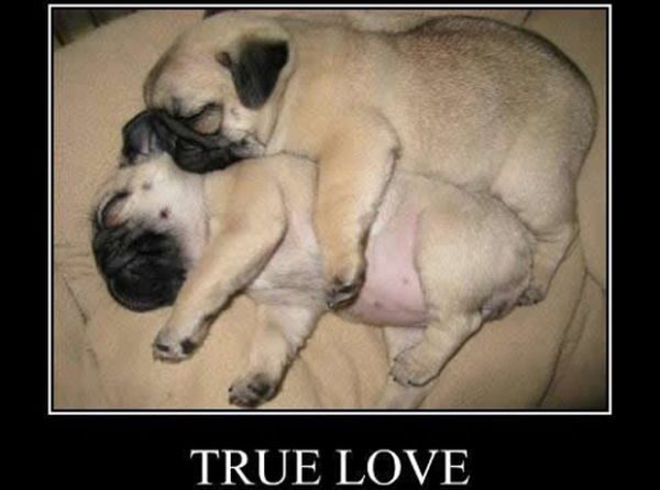 True Love - Dog humor