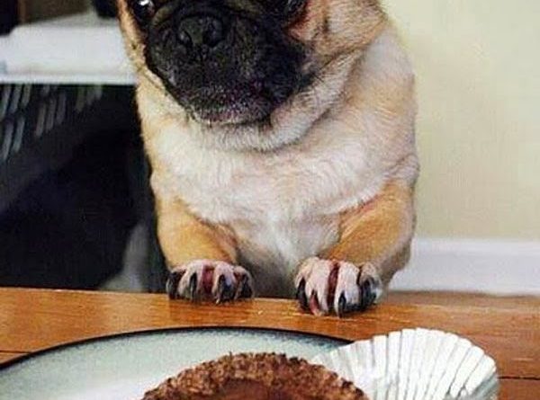 Who Stole My Muffin - Dog humor