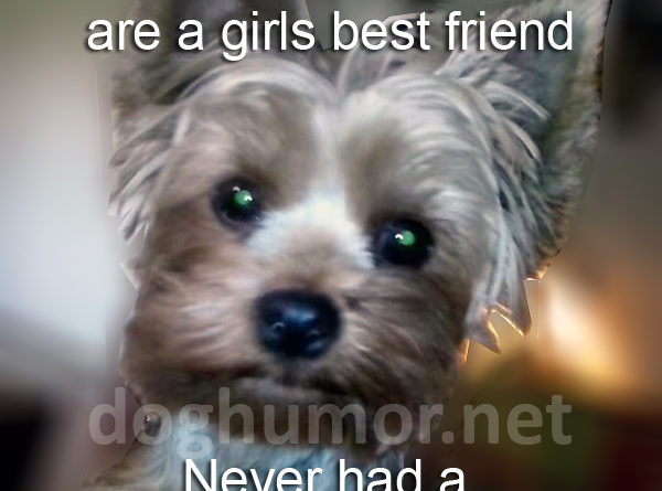 Whoever Said Diamonds Are a Girls Best Friend - Dog humor