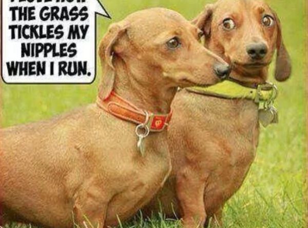 Why I Love Running In The Grass - Dog humor