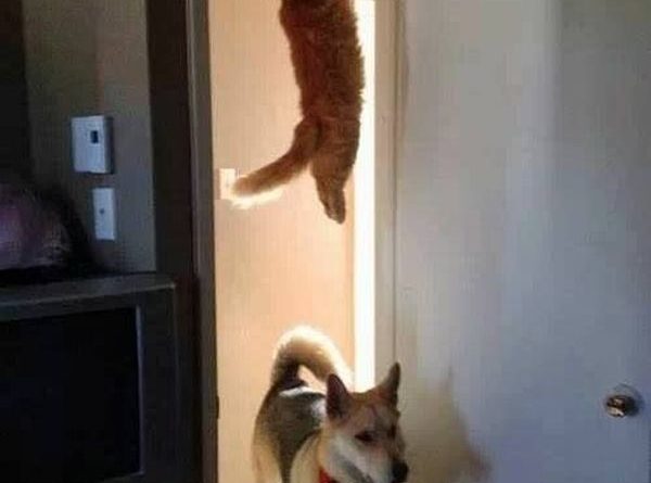 You Guys See The Cat Run Past Here? - Dog humor