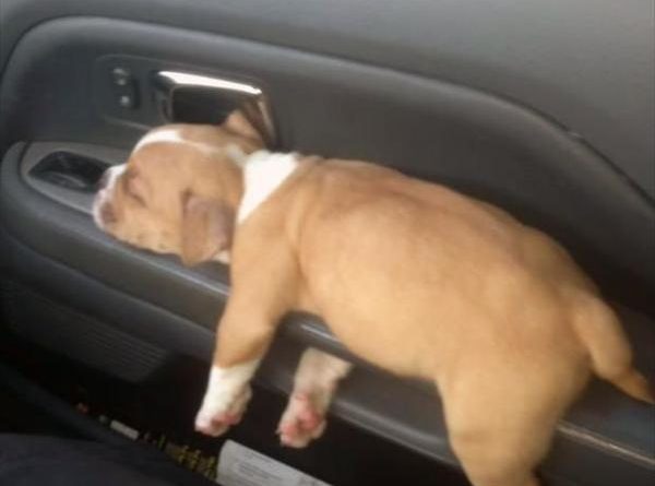 Car Puppy Holder - Dog humor