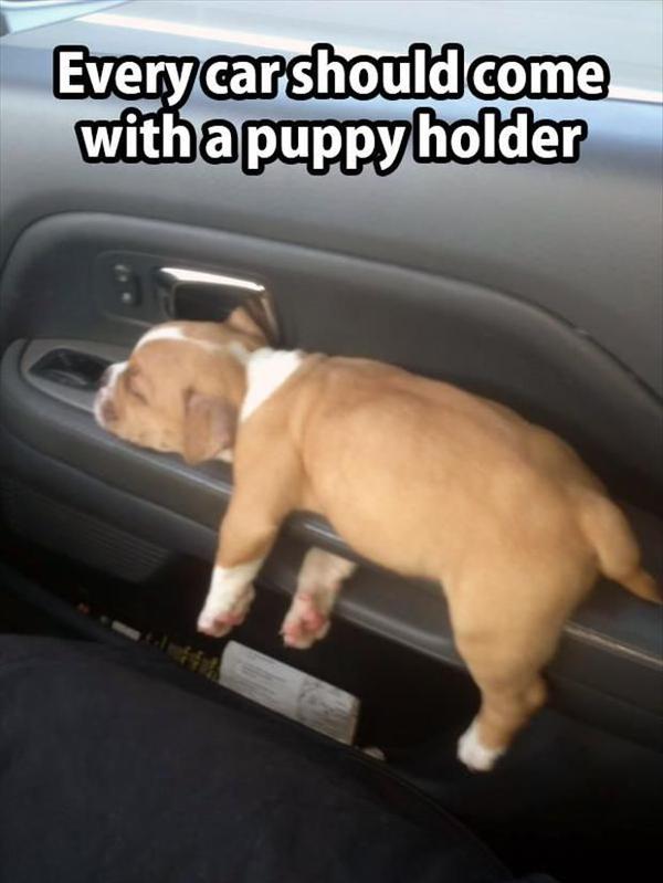 Car Puppy Holder - Dog humor