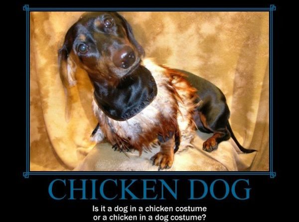 Chicken Dog - Dog humor