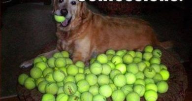 Confessions - Dog humor