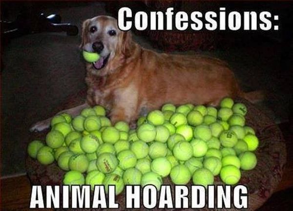 Confessions - Dog humor