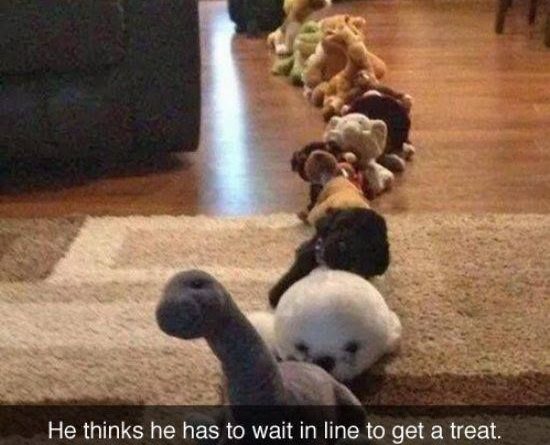 He thinks he has to wait in line to get a treat - Dog humor