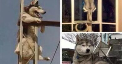 Huskies, Doing What Ever They Want… - Dog humor