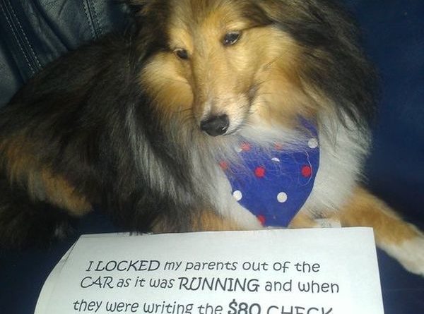 I Locked My Parents Out Of The Car... - Dog humor