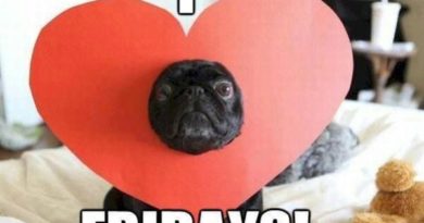 I Love Fridays - Dog humor
