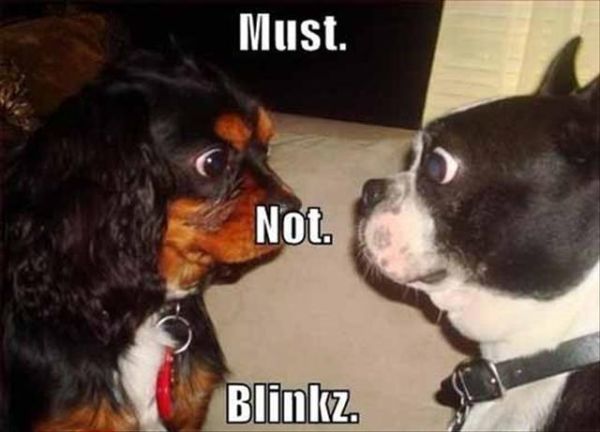 Must Not... - Dog humor