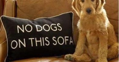 No Dogs On Sofa - Dog humor