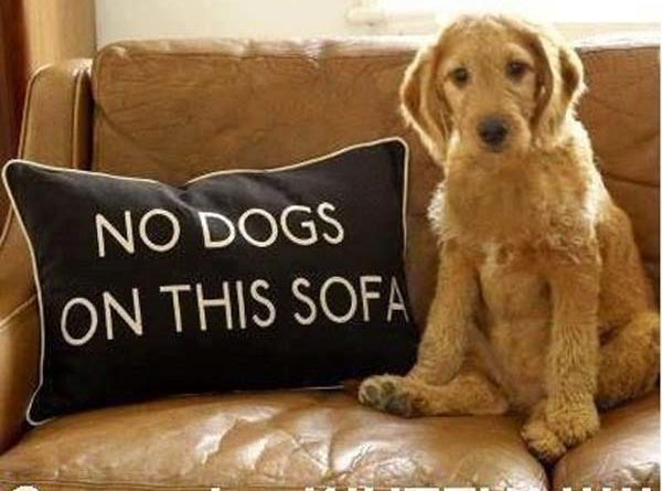 No Dogs On Sofa - Dog humor