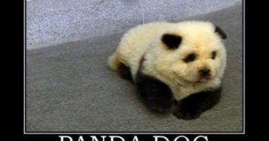 Panda Dog - Dog humor