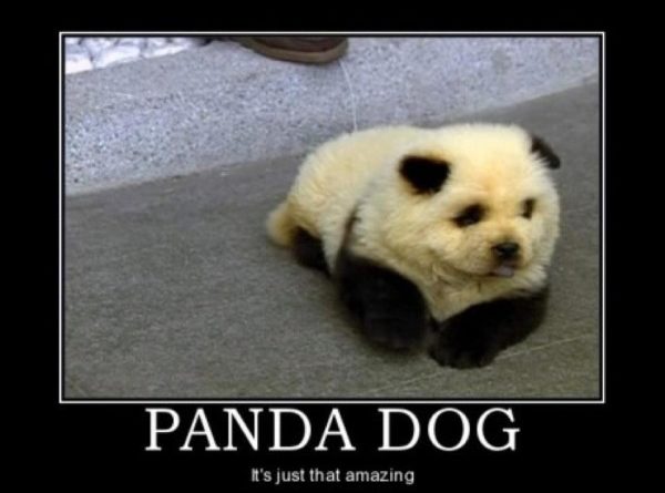 Panda Dog - Dog humor