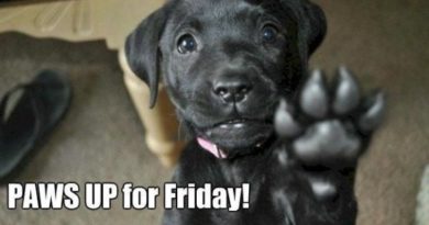 Paws Up For Friday - Dog humor