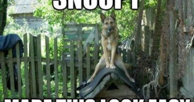 Snoopy Made This Look Easy - DOg humor