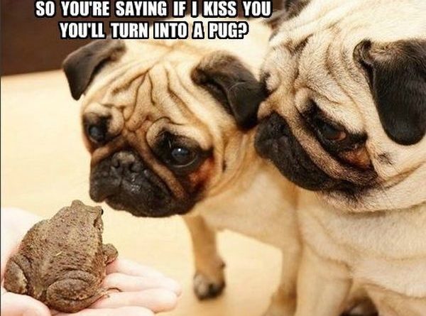 So You're Saying If I Kiss You... - Dog humor