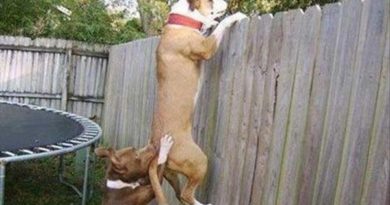 Teamwork - Dog humor