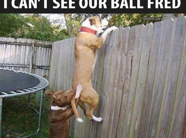 Teamwork - Dog humor