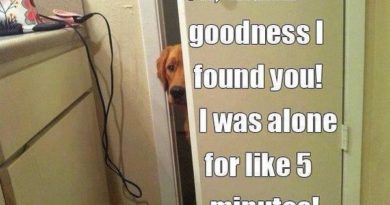 Oh, Thank Goodness I Found You! - Dog humor