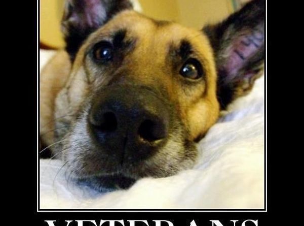 Veterans Deserve Our Thanks - Dog humor