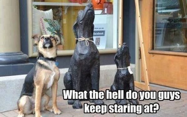What The?!?! - Dog humor