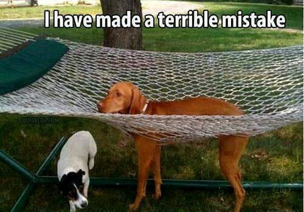 I Have Made A Terrible Mistake - Dog humor