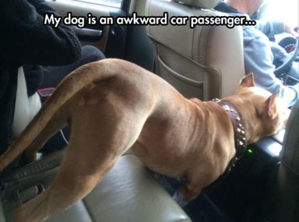 Awkward Car Passenger - Dog humor