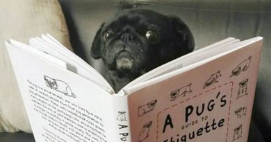 Cramming For Finals - DOg humor