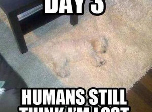 Day 3 - Dog humor