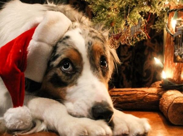 Dear Santa I Can Explain... - Dog humor