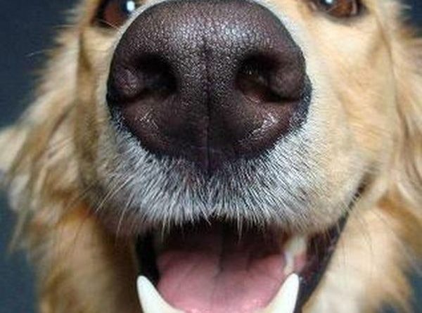 Did You Say Food? - Dog humor