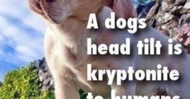 Kryptonite To Humans - Dog humor