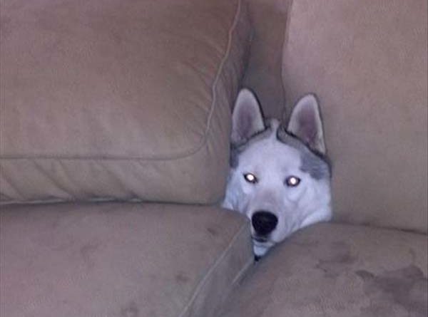 dog in couch
