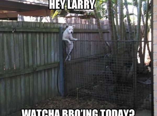 Hey Larry - Dog humor