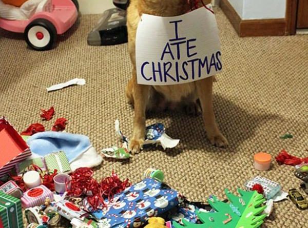 Someone Goes To Santa's Naughty Boy List - Dog humor