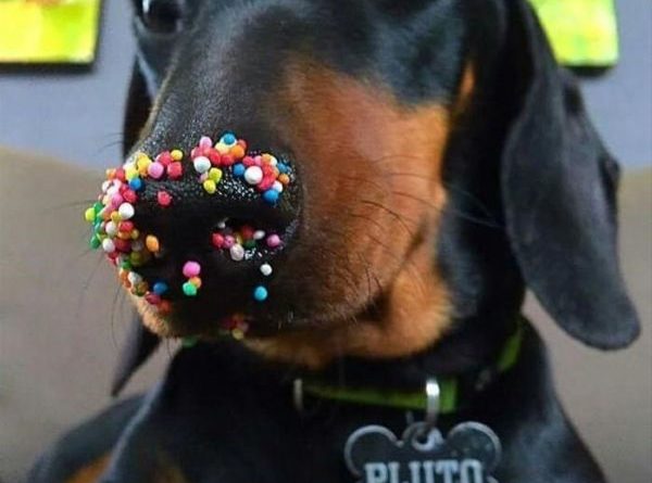 I Know Nothing About This Doughnut - Dog humor