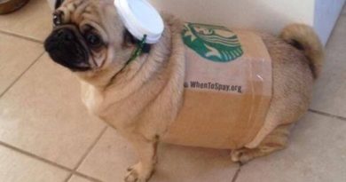 Pugkin Spice Latte - Dog humor