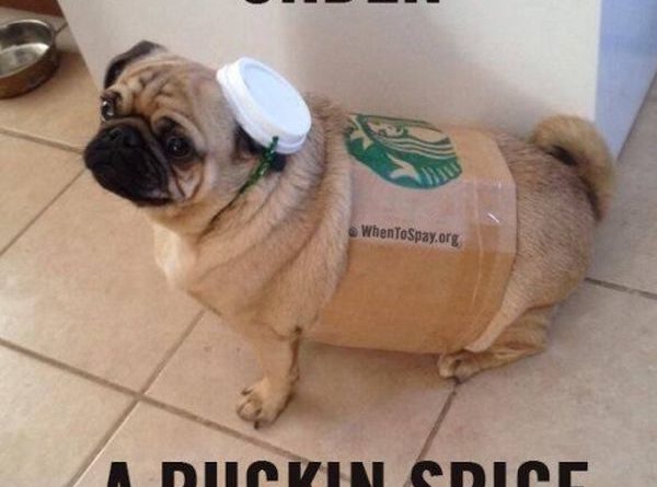 Pugkin Spice Latte - Dog humor
