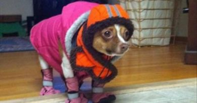 Ready For A Winter Walk - Dog humor