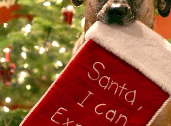 Santa I Can Explain - Dog humor