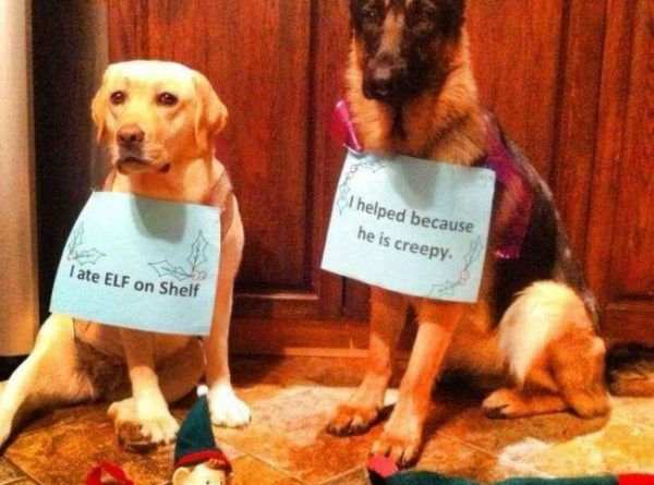 The Elf On The Shelf - Dog humor