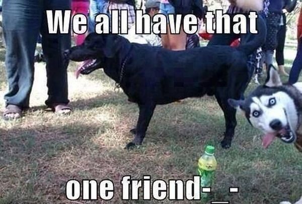 We all have that one friend - Dog humor
