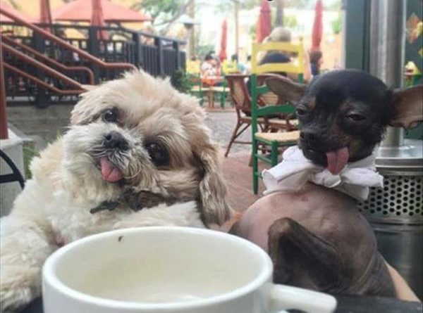 We Can Has More Tea, Please - Dog humor