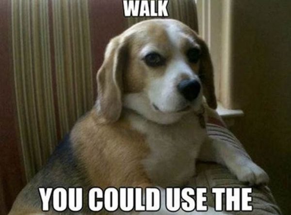Why Don't You Take For A Walk? - Dog humor