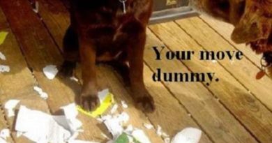 Your Move Dummy - Dog humor
