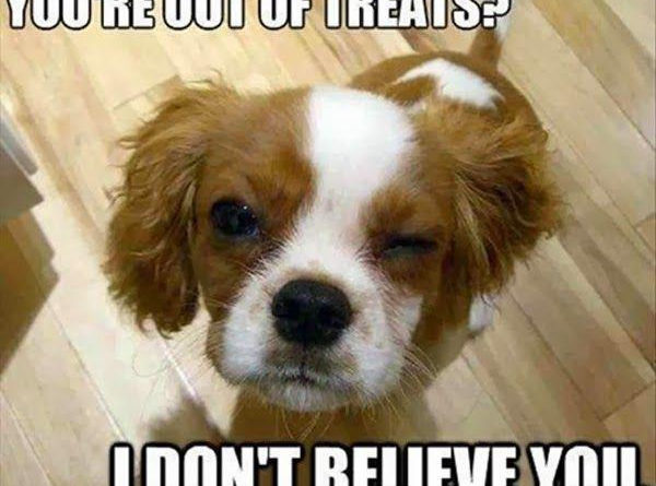 You're Out Of Treats? - Dog humor