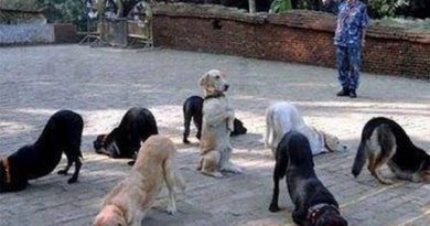 Welcome To Yoga Class - Dog humor